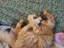 Doll-Pillow Cat-Toy Cat Mint Simulation-Fish Grass-Carp Funny New Pet-Molar