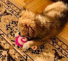 Pet-Toys Dog-Supplies Cat Plush Mini Cartoon Funny Legendog Bite-Resistant