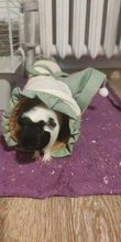 Hamster Tunnel Tube Accessory Hedgehog-Toy Guinea-Pigs Animals Collapsible Small 
