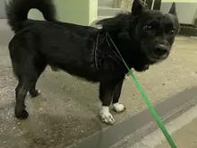 Arnés de perrito arneses de perro mascota reflectante para perros Bulldog francés Chihuahua ajustable perro de Seguridad entrenamiento chaleco para andar sin tirones