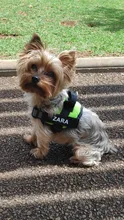Dog-Harness Custom-Patch Reflective No-Pull Adjustable Small Large Dog Personalized 