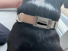 Etiqueta de mascota personalizada para Collar Etiqueta de perro de acero inoxidable, nombre de identificación, etiquetas de perritos de teléfono para perros, gatos, Bulldog, Yorkies, Dirección de Collar grabado para perro