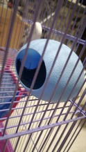 Nest Mouse-House Wooden Cute Small Pet Pet-Sleeping Comfortable Warm And 1pcs Colored