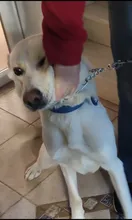 Dog-Training-Collar Detachable Stainless-Steel Pinch Safe Benepaw with Comfort Rubber-Tips