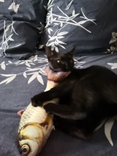 Doll-Pillow Cat-Toy Cat Mint Simulation-Fish Grass-Carp Funny New Pet-Molar