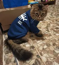 Invierno ropa para gato mascotas ropa de cachorros y perros sudaderas con capucha para pequeño mediano perros gato gatito Kitty trajes gatos abrigos chaquetas trajes