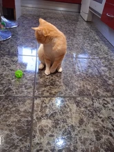 5pcs/Set Funny Cat Ball Toy Hollow Training Cat Interactive Toy Cat Bell Toy For Kitten