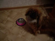 Bowls Feeding-Dishes Water-Dish-Feeder Stainless-Steel Pets-Supplies Puppy Cats-Food-Drink