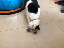 Bowl Feeder Food-Ball Tumbler Pets-Supplies Leakage Feeding-Toys Training Cat Exercise