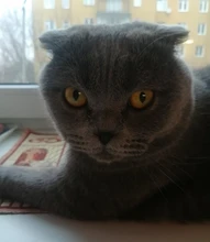 Mini bolso de lona para mujer, paño pequeño bolsos de hombro tipo bandolera, monedero para teléfono, 2021