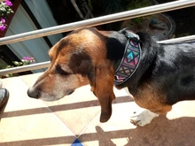 Dog-Collar Pitbull German Shepherd Reflective Nylon Padded Breathable Striped Large Medium