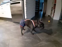 Panties Briefs Underwear Pet-Physiological-Pants Dog-Diaper Sanitary-Shorts Washable