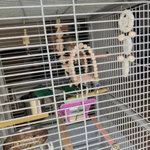 Bird-Toys Accessories Perch-Stand Cockatiel Budgie Parkiet Vogelspeelgoed 7pcs Jouet