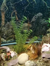 Diffuser Aquarium Bubble-Wall Air-Stone Fish-Tank Aeration-Tube Oxygen-Pump And Without