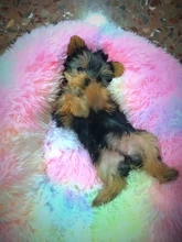 Cama de perro caliente de lana ronda perro perrera casa larga felpa invierno mascotas camas para perros medianos grandes perros gatos cojín del sofá suave esteras