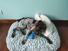 Dog Bed Cushion Puppy Cats Plush Comfortable Small Soft Large Warm Thick Winter Benepaw