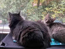 Bearing Hammock Cat Balcony Climbing Waterproof Sleeping-Mattress Cat-Bed-Cat Pet Fabric