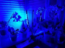 Grow-Light Lamps Timer Flowers Desktop-Clip LED Phyto Full-Spectrum For Plants DC5V USB