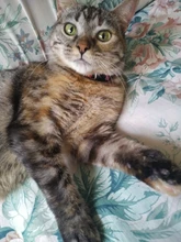 Pet-Cat-Collar Puppy-Accessories-Supplies Kitten Bell Adjustable 