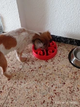 Eat Slow Dog Bowl Slow Feeder Bath Pet Supplies Pet Accessories Dog Slow Feeder Bowl