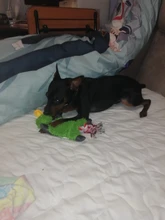 Perro de juguete duradera lindo papá pato haciendo sonido perro de peluche juguetes masticables para cachorros formación juguetes para la dentición para pequeños perros mediano