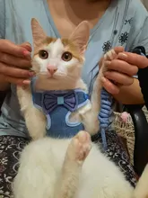 Breakaway Cat Collar Cute Bow Vests Cat Harness and Leash Cat Product Cat Accessories