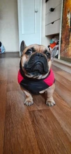 Vest Jacket Pets-Clothing Pug-Coat Puppy Dogs French Bulldog Waterproof Small Winter