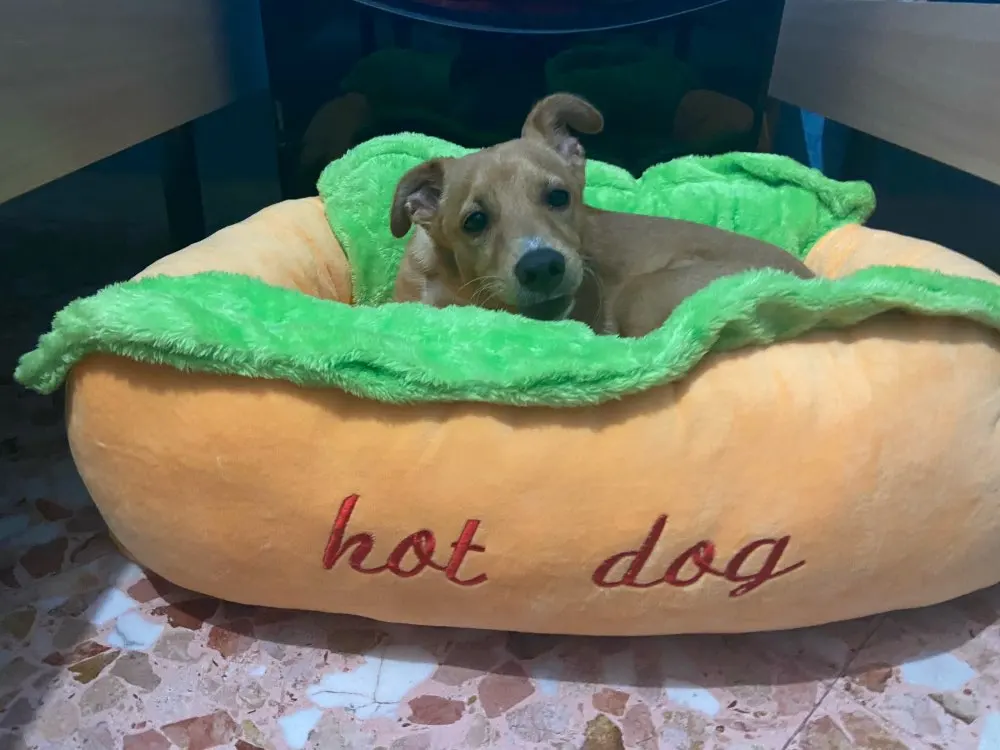 Hot Dog Dog Bed | Funny Dog Beds photo review