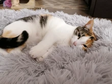 Cat Bed Bench Pet-Bed Chihuahua Kennel Dog-House Large-Mat Round Plush Long for Big Super-Soft