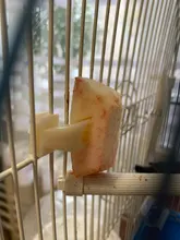 Pet-Supplies Food-Holder Birds Parrots Feeding-On-Cage Plastic Fruit-Fork 2pcs