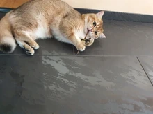 Hierba gatera Natural palo gato de limpieza de dientes Molar dientes con Silvervine Actinidia de palillos de gato para aperitivo Gato de limpieza