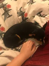 Ropa para mascotas, abrigo estampado bonito para perros pequeños, gatos, Chihuahua, Shih, Tzu, Primavera