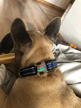 Collar de nailon para perro, personalizado con placa de etiqueta de identificación grabada para mascota, reflectante, perros pequeños, medianos y grandes