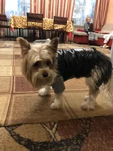 Hoodies Jacket Puppy French-Bulldog Small Dogs Waterproof Dog Chihuahua Winter Autumn