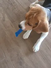 Mordedores de juguete para perros, juguete de hueso de goma, mascarillas agresivas, cepillo Dental para perro, cachorro, cuidado Dental, accesorios para mascotas, gran oferta