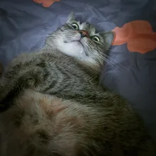 Tapas de uñas suaves para gatos y mascotas, Protector de uñas de silicona, pegamento adhesivo gratis, tamaño XS, S, M y L, 100 unids/lote