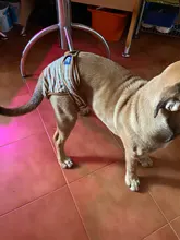 Menstruation Underwear Panties Jumpsuit Diaper Dog-Shorts Pet-Physiological Sanitary