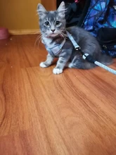 Breakaway Cat Collar Cute Bow Vests Cat Harness and Leash Cat Product Cat Accessories