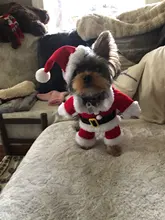 Christmas Cat Clothes Halloween Clothes For Cats Costume New Year Outfit Pet Cat Clothes