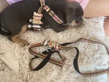 Harness Leash Chain Teddy Walking-Rope Collar Dog Small Medium Pet-Dog Classic Check