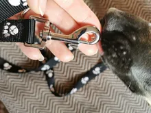 Paw Print Small Dog Harness and Leash Soft Nylon Pet Walking Harness Vest For Chihuahua