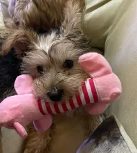 Anti Bite Dog Toys Creative Chicken Drumstick Toy Puppy Pet Play Chew Toy Squeaky Dog