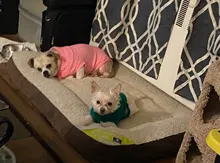 Vest Costume Pets-Sweater Dog-Coat T-Shirt Kitty For Cats Outfit Clothing Pet-Dog Dogs