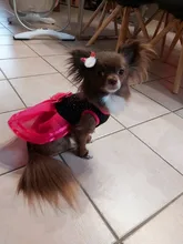 5 unids/lote Pet perro pelo Clips de lazo horquilla flor gatito cachorro aseo suministros para perro pequeño osito Chihuahua