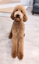 2600w profesional secadores para perros mascotas secador de pelo gato ajustable aseo soplador de aire de temperatura ajustable Con 3 boquillas