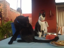 Collar personalizado con identificación de gato, Collar de seguridad para perros pequeños, con grabado de nailon, ajustable, para cachorros y gatitos