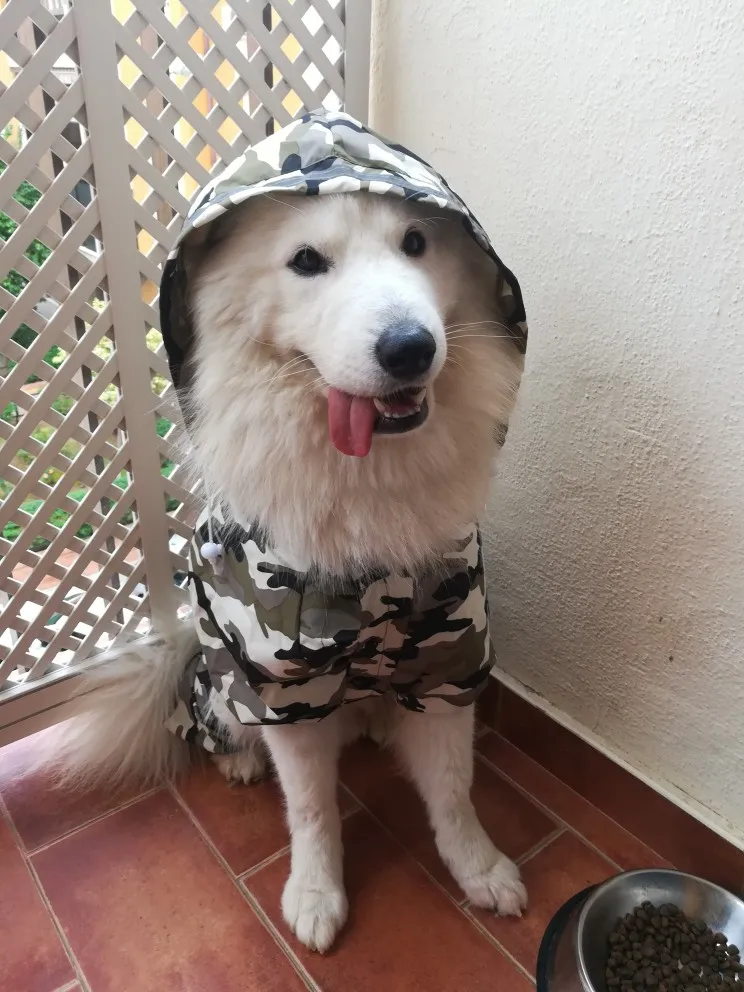 Köpek Yağmurluk