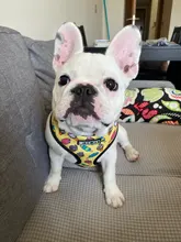 Arnés de Mascota para Bulldog Francés, correas pequeñas y medianas para perros, chaleco de cachorro francés, correa de plomo para perro que camina, productos para mascotas