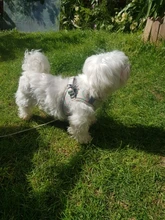 Vest Necklace Harnesses Leash-Set Lead Puppy-Kitten-Collars Dog Pug Adjustable Chihuahua