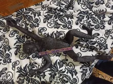 Light-Fixtures Pendant-Lamp Animal-Lighting Loft Hemp-Rope Cafe Gold E27 Black Resin